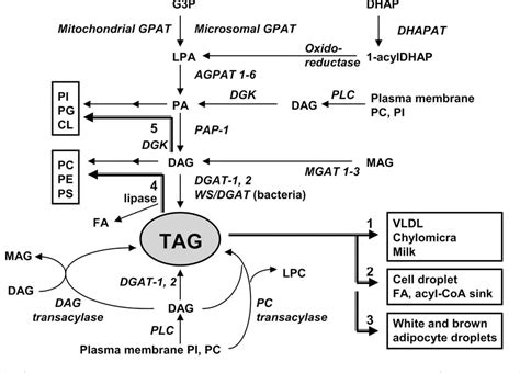 Figure 2 from Enzymes of triacylglycerol synthesis and their regulation. | Semantic Scholar