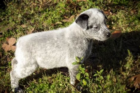 Australian Stumpy Tail Cattle Dog (Australian Stumpy Tail Cattle Dogs) Puppies For Sale