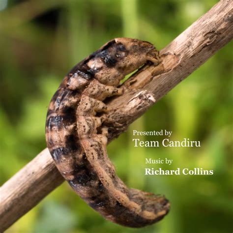 Team Candiru | Zombie Caterpillars | Richard Collins