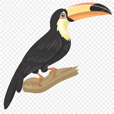 Toucan PNG Image, Elongated Toucan Clip Art, Toucan Clipart, Birds ...