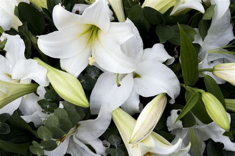 Symbolic Meanings of Funeral and Sympathy Flowers