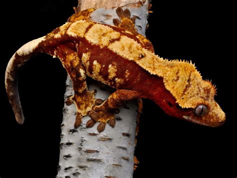 Crested Gecko Wallpapers - Wallpaper Cave