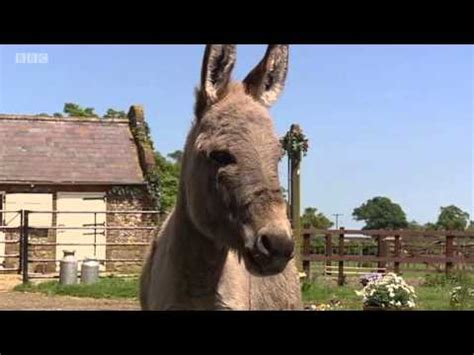 Big Barn Farm Episode 11 | Best in Show - YouTube