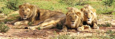 Gujarat Lion Safari: 2N Sasan Gir ( 2 Night / 3 Days ) – Travel Dhamaal ...