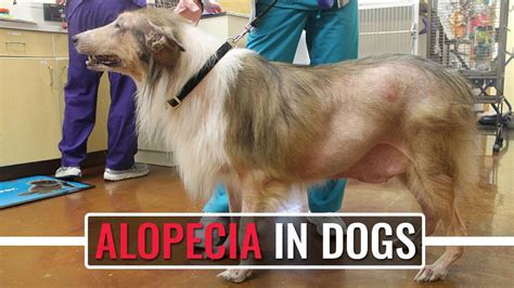 Alopecia In Dogs - Causes, Symptoms, And Treatments - Petmoo