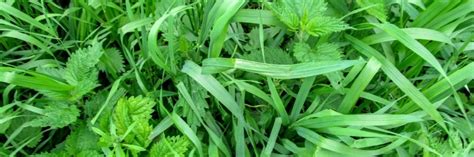 Quackgrass Control: How To Get Rid of Quackgrass | DIY Quackgrass Weed Treatment Guide ...