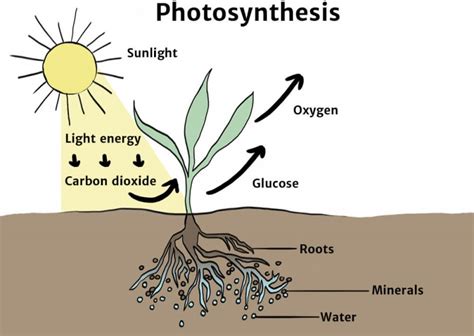 The Carbon Cycle - Knowledge Bank - Solar Schools