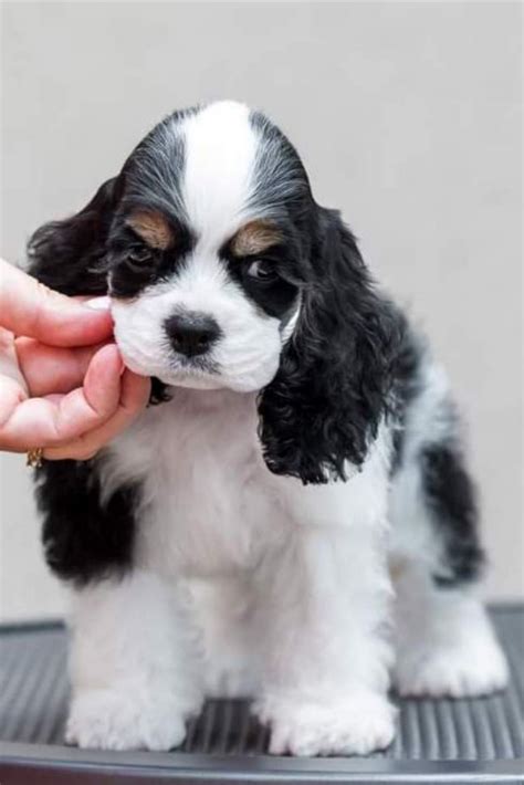 Clumber spaniel puppies for sale europe | puppies99