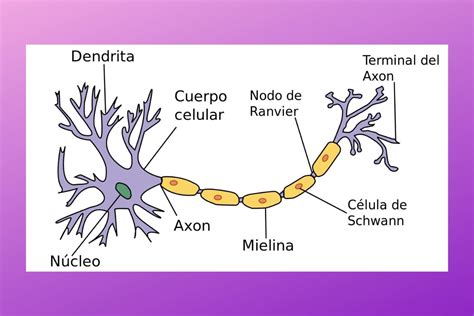 Neurona Del Ser Humano Y Partes Partes De La Neurona Neuronas Images ...