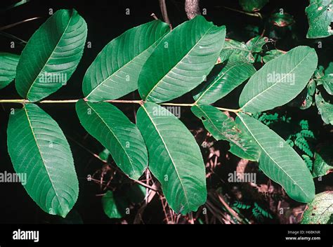 Terminalia hi-res stock photography and images - Alamy