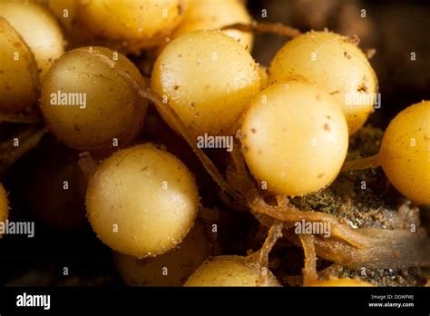 Common Midwife Toad (Alytes obstetricans), fresh mass of eggs, detail, Thuringia, Germany Stock ...