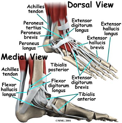 Physiotherapy in Stettler for Foot - Anatomy