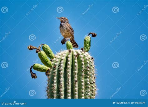 Saguaro Cactus Fruit with Cactus Wren in Sonoran Desert Stock Photo ...