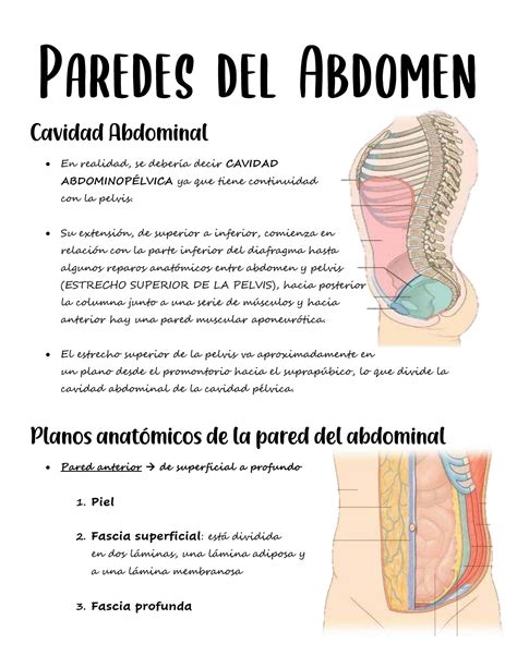 SOLUTION: Paredes de abdomen - Studypool