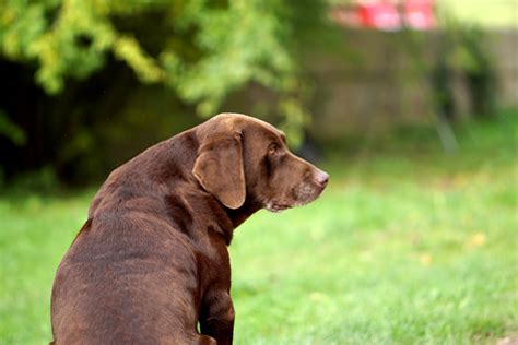 Dachshund Lab Mix –History,Characteristics and Temperament