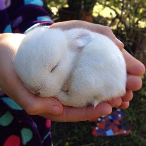 Cute baby bunny sleeping : r/Eyebleach