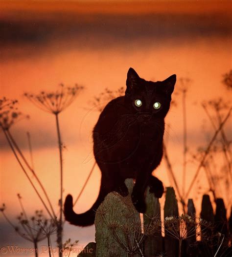 Crepuscular: animals active primarily during twilight (i.e. dawn and dusk). So that's why cats ...