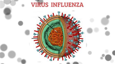 Struktur Virus Influenza - YouTube