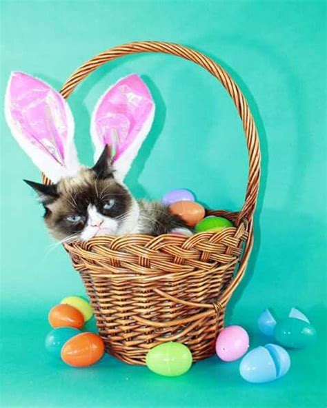 Happy Easter Grumpy Cat! Grumpy Bunny, Grumpy Cat Humor, Animal Memes, Funny Animals, Cat Toilet ...