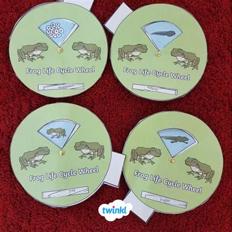 Make Your Own Life Cycle of a Frog Spin Wheel | Life cycles, Frog life, Childrens learning