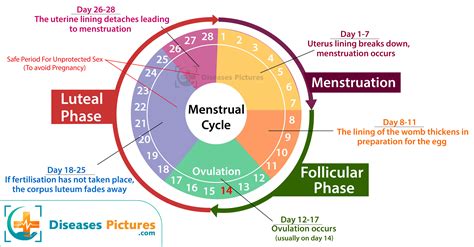 What is Menstrual Cycle and Phases? Problems Associated With Menstrual ...