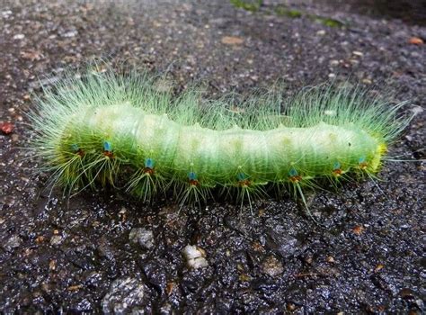 Green fuzzy caterpillar somewhere in the flowers | Fuzzy caterpillar, Critter, Fuzzy