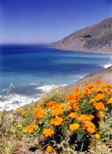 California Poppies Free Stock Photo - Public Domain Pictures
