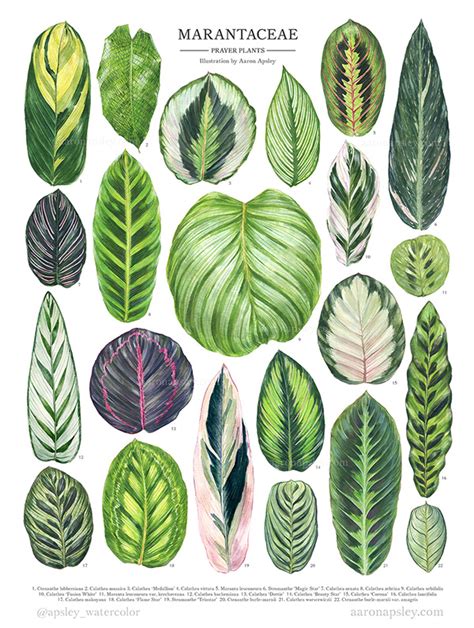 Watercolor Calathea Species Poster on SCAD Portfolios