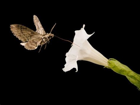 Moon Flower #7 - Pollinated by Sphinx Moth (Time-lapse) - YouTube