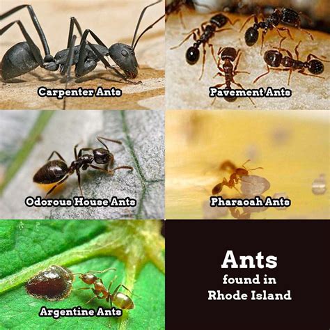 Types of ants found around Rhode Island homes - Debug