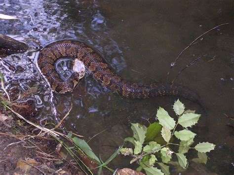 Free North Carolina: Look Out For These Water Snakes In The Southeast