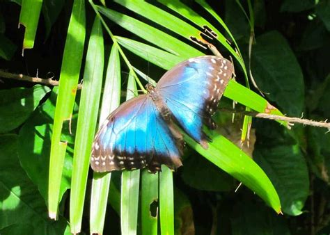 Fun facts about the blue morpho butterfly – Telegraph