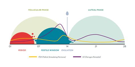 Understanding Progesterone: The Key to a Healthy Luteal Phase - Wellspring Nutrition