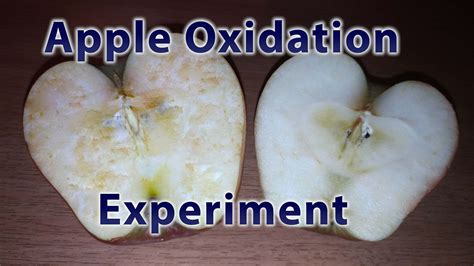 Apple Oxidation Experiment - STEM Little Explorers