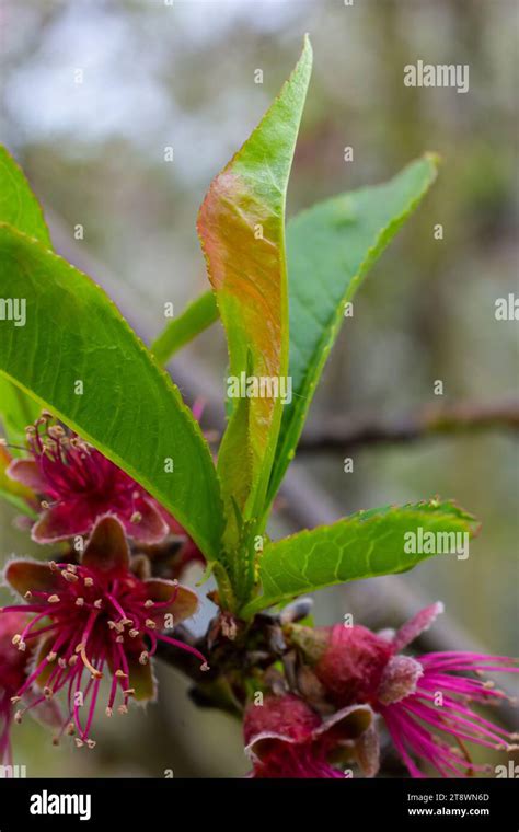 Peach leaf curl. Fungal disease of peaches tree. Taphrina deformans. Peach tree fungus disease ...