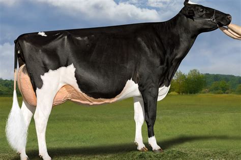 The most expensive dairy cow in the world - Dairy Global