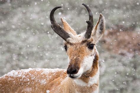 Welcomed Snowpack Brings Hardship for Wildlife • Mirr Ranch Group