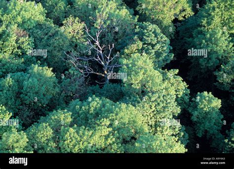 forest from above looking down on trees one dead Stock Photo: 2323618 ...