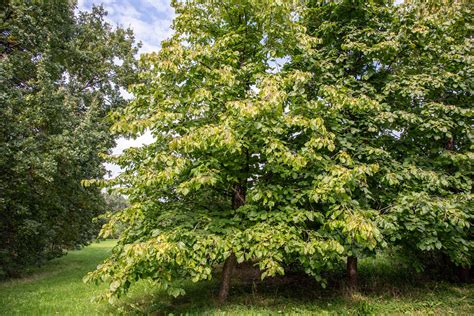 How to Grow and Care for Hazelnut Trees