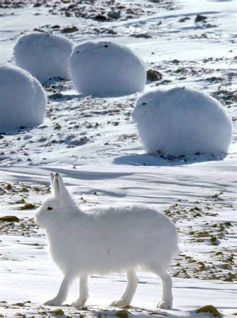 Cute animals, Animals, Arctic hare