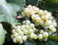 Aligote Grape Variety - Cellarnotes.net