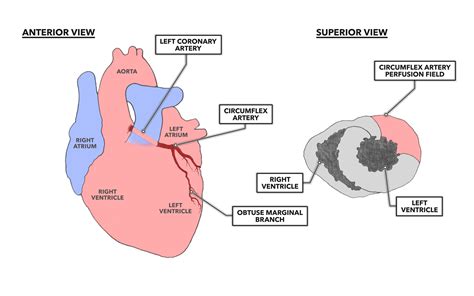 Coronary Circulation Diagram Blood Flow