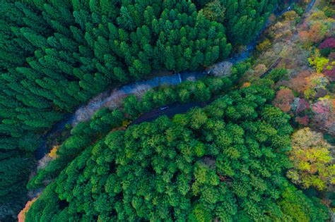 Forest From Birds Eye View Stock Photo - Download Image Now - iStock