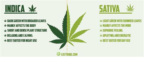 What Are the Differences Between Types of Marijuana