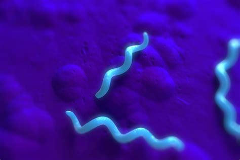 3 Common Bacteria Shapes