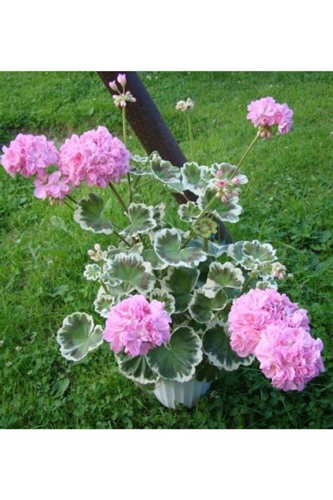 Geranium Seeds Pink 10 per Pack - Etsy