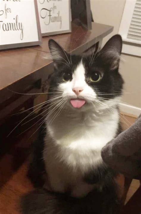 Blep Cats Who Forgot To Put Their Tongue Away