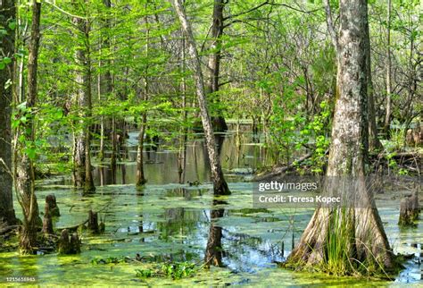 Santee National Wildlife Refuge High-Res Stock Photo - Getty Images