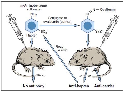 Hapten in immunology - Pharmacy Gyan Hapten