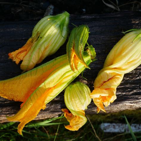 Deep fried courgette flowers - easy & pure indulgence - Chalk & Moss